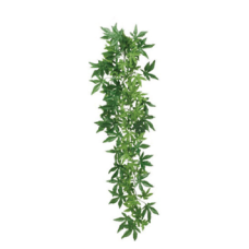 ABUTILON PLANT 80 рослина декоративна