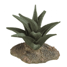 DESERT PLANT 7 Рослина декоративна