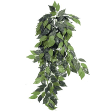 FICUS PLANT 45 Рослина декоративна