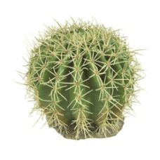 DESERT PLANT 11 Рослина декоративна