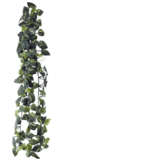 HEDERA  PLANT 45 Рослина декоративна